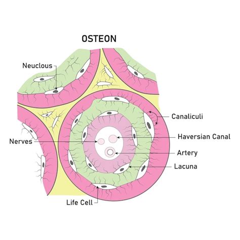 Osteon Neuclous Canaliculi Haversian Canal Artery Lacuna Levenscel ...