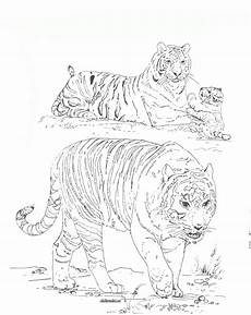 malvorlagen tiger kostenlos ausdrucken ausmalbilder zum drucken malvorlage tiger kostenlos 2 malvorlagen tiger kostenlos ausdrucken ausmalbilder zum drucken malvorlage tiger kostenlos 2