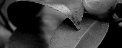 Download wallpaper 2560x1024 leaves, plant, veinlets, macro, black and ...