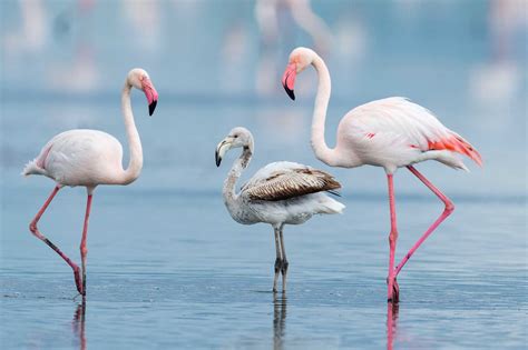 Greater Flamingo (Phoenicopterus roseus) - Lifestyle, Diet, and More