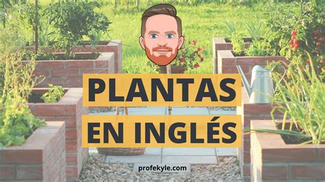 Cómo describir las PLANTAS en inglés | Profe Kyle - Profe Kyle