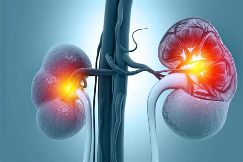 Advanced Technology Converts Donor Kidneys to Universal Blood Type O | Docwire News