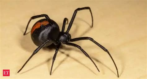 Redback Spider: Eight years on, Australian woman's treatment for ...