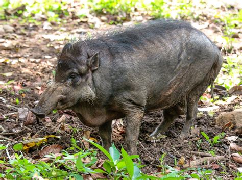 Sus genus or the family of pigs – See Animals Wild