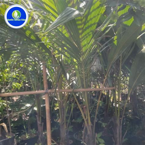 Jual pohon kelapa hijau hibrida tinggi 2 meter - Kab. Bogor - dastin ...