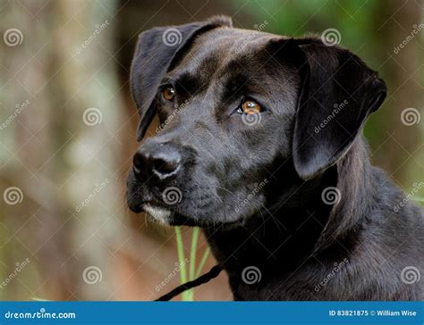 Lab Terrier Mix Breeds