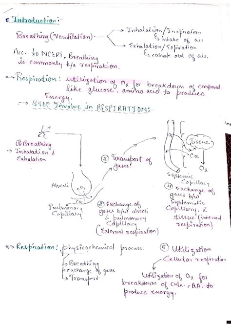 Breathing & exchange of gases notes - Creativity, Activity, Science ...
