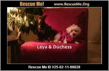 - Texas Cockapoo Rescue - ADOPTIONS - Rescue Me!