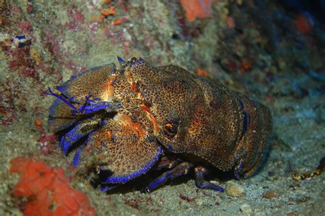 13 Types of Lobster From Around the World - American Oceans