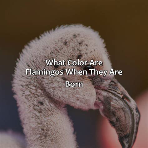 What Color Are Flamingos When They Are Born - colorscombo.com