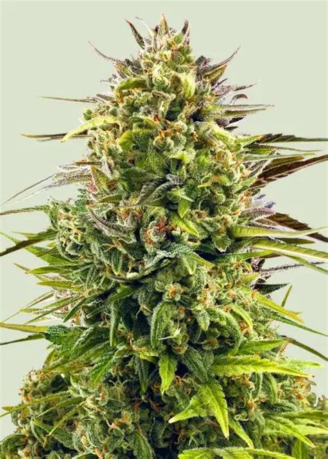 Image result for Alien OG Kush