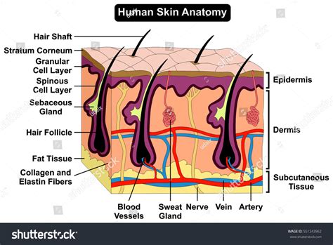 Skin Model Labeled