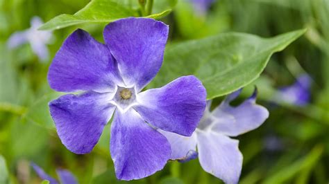 Health Benefits of Periwinkle Flower | OnlyMyHealth