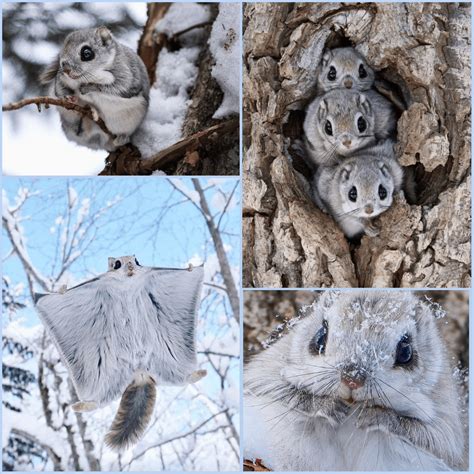 Siberian Flying Squirrel Gif