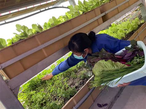 高楼种菜 让城市居民拥有“私家菜园”_腾讯新闻