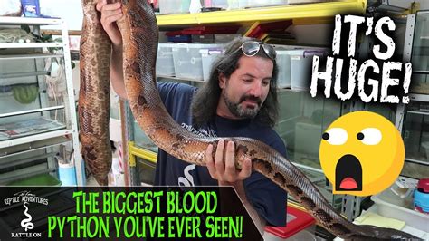 Largest Blood Python 的图像结果