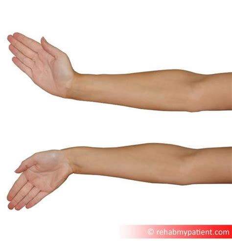 Extensor Digitorum Exercises 的图像结果