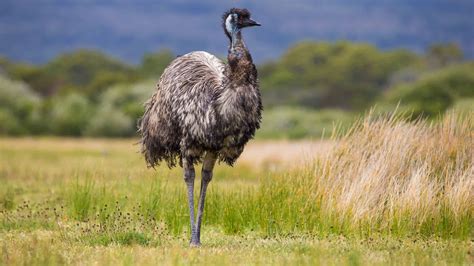 Discover the National Bird of Australia - A-Z Animals
