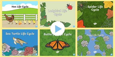 Animal Life Cycles PowerPoint Pack (teacher made) - Twinkl
