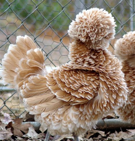 Bantam Chickens With Fluffy Heads at Tiffany Mora blog