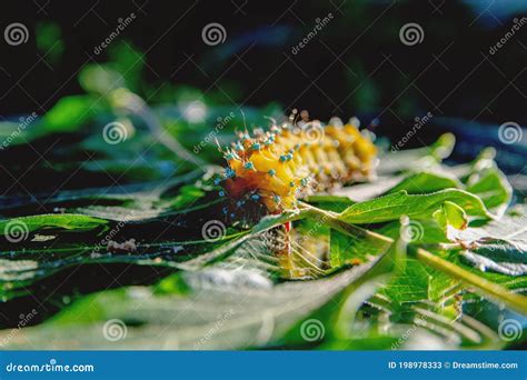 Yellow Beautiful Caterpillar with Spikes in Nature. Stock Image - Image ...