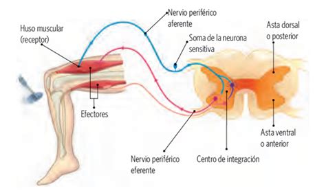 Reflejos de la sociedad contemporánea en el tiro con arco