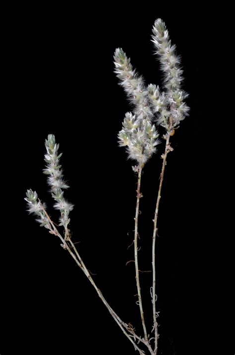 Maireana carnosa (Moq.) Paul G.Wilson | Plants of the World Online ...