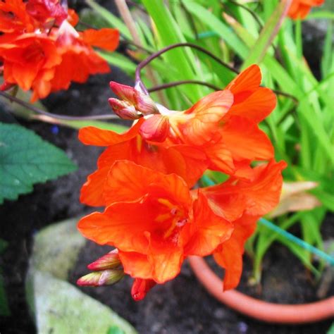 Tritonia Crocata (Bulbs) - Gabbar Farms