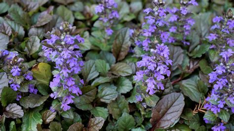 Tiny Ground Cover Purple Flowers