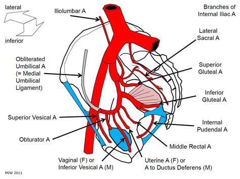 Tutorial 28: how to remember the branches of the internal iliac artery ...
