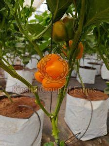 Fresh Green Capsicum Manufacturer, Supplier from Navi Mumbai