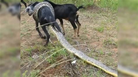 Image result for Goat vs Python