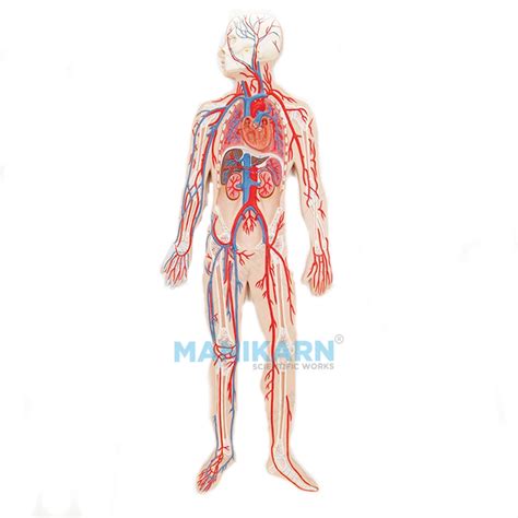 Image result for Circulatory System Model