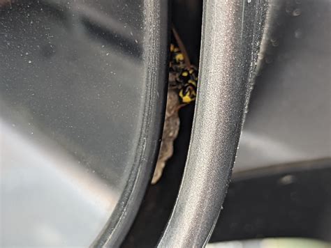 How to Remove Wasp Nest from Side Mirror: Safely and Effectively ...