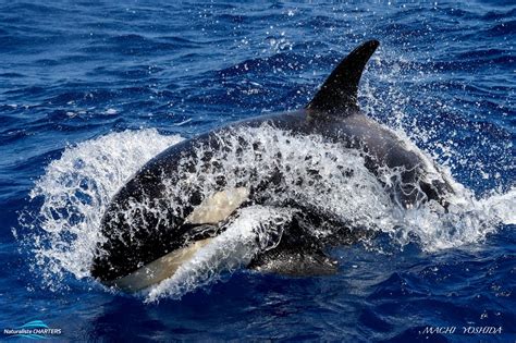 Are Killer Whales Dolphins? | Legend Charters