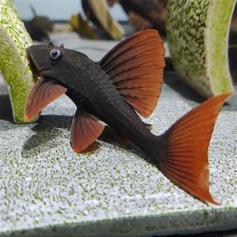 ¿Comen los peces de acuario por la noche? | Fanmascotas