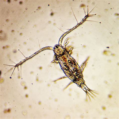 Plankton!, Scusset Beach State Reservation, Sagamore, 24 August 2024 ...