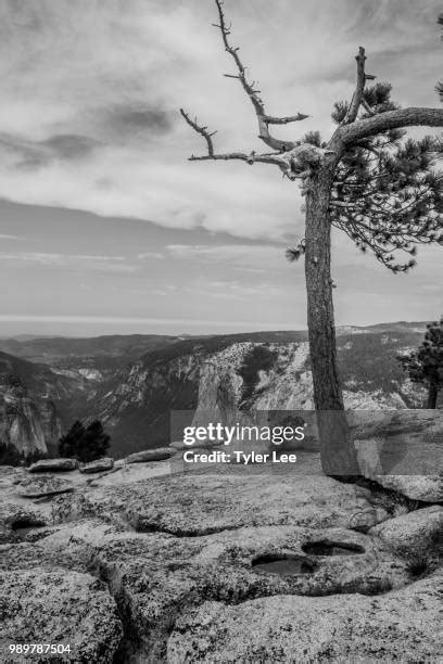 Image result for Sentinel Dome Tree