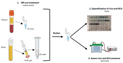 From Bench to Bedside: Validation of an ELISA Analytical Method for the ...