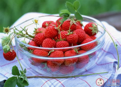 吃草莓会得出血热吗 出血热可预防治疗吗 _八宝网