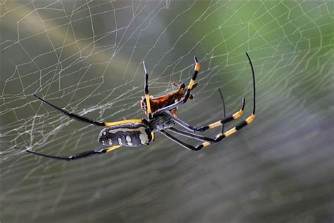 梦见蜘蛛和蜘蛛网怎么说_周公解梦