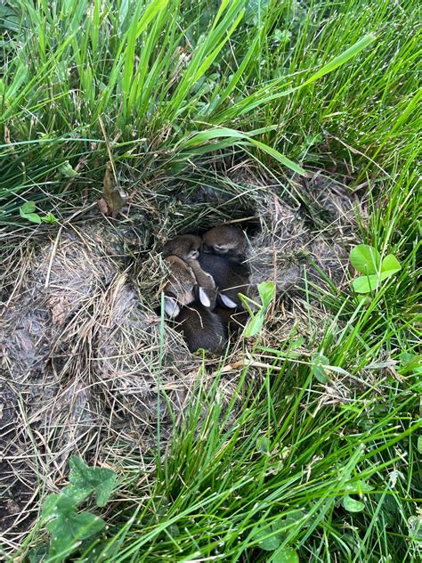 Baby rabbits "nest" on the front yard ? : r/ottawa
