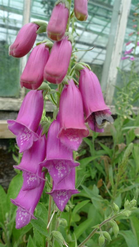 Digitalis Spanish Peaks at Winnifred Pitts blog