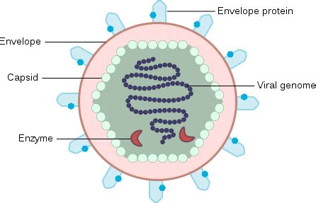 Basic Virus Structure 的图像结果