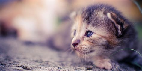 Why Do Cats Eat Their Babies – Is It Normal?