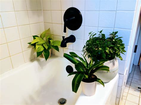 Transform Your Windowless Bathroom with These Vibrant Plants