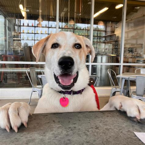 Dog Friendly Restaurants Nashville