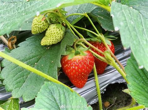 露天草莓种植技术及日常管理 —【发财农业网】
