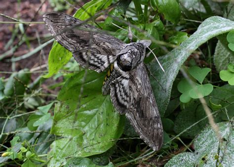 lil fish studios: Carolina Sphinx Moths