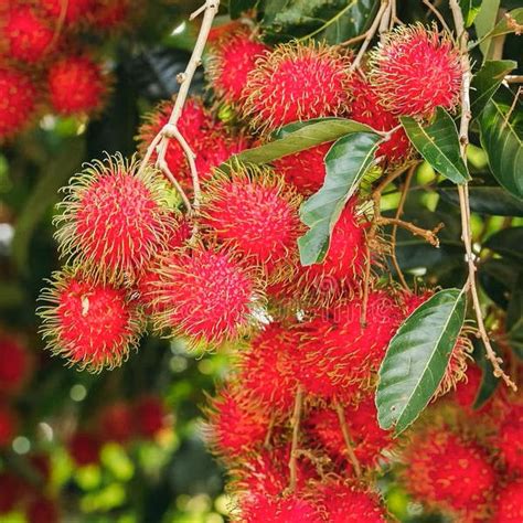 N18 Rambutan Live Plants (Red) – veliyathgardens